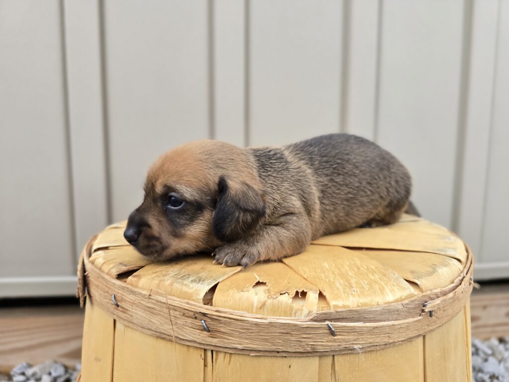 Galaxy - Dachshund - Image 5