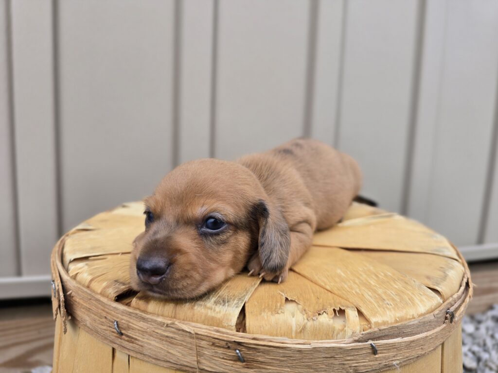 Navy - Dachshund - Image 4