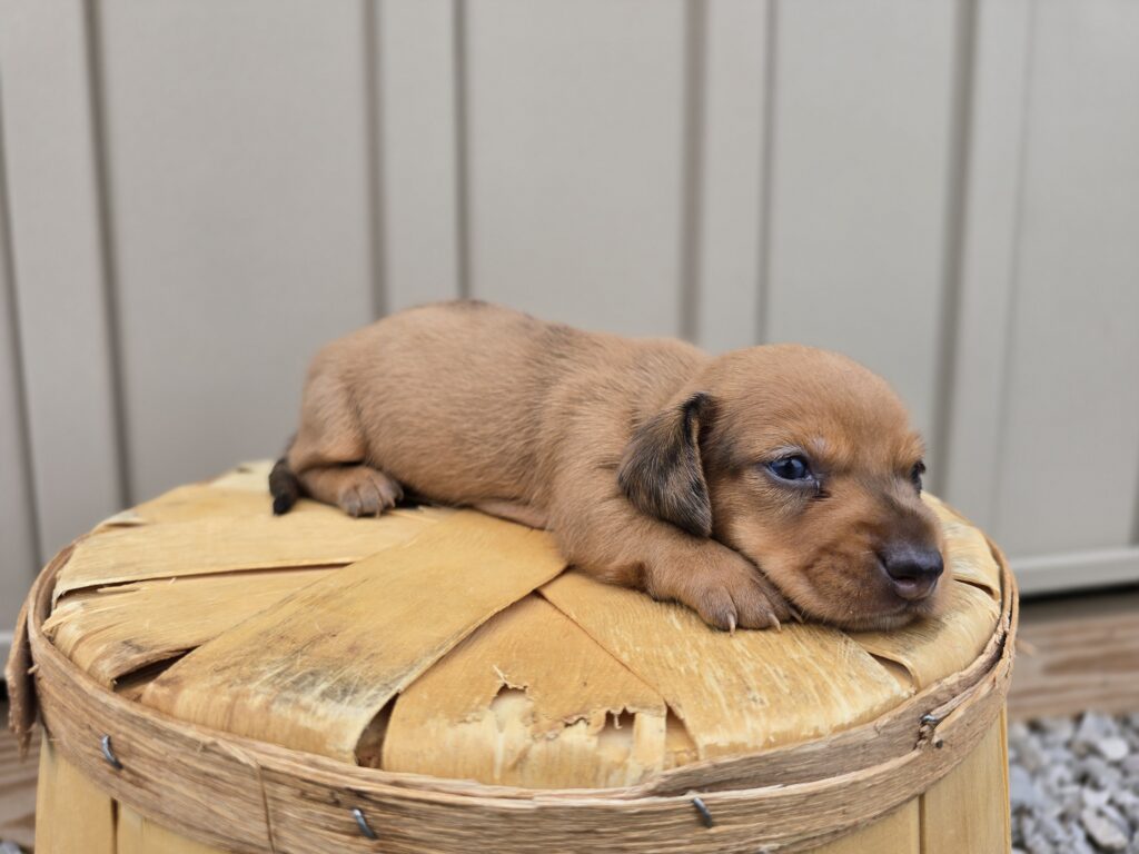 Navy - Dachshund - Image 5
