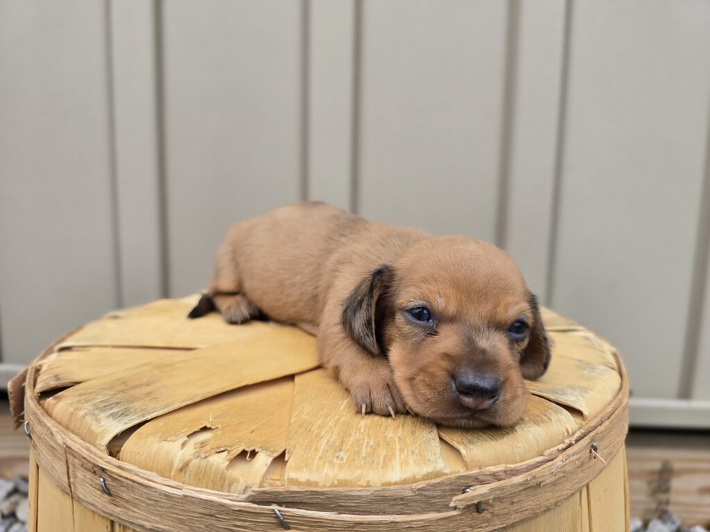 Navy - Dachshund - Image 2