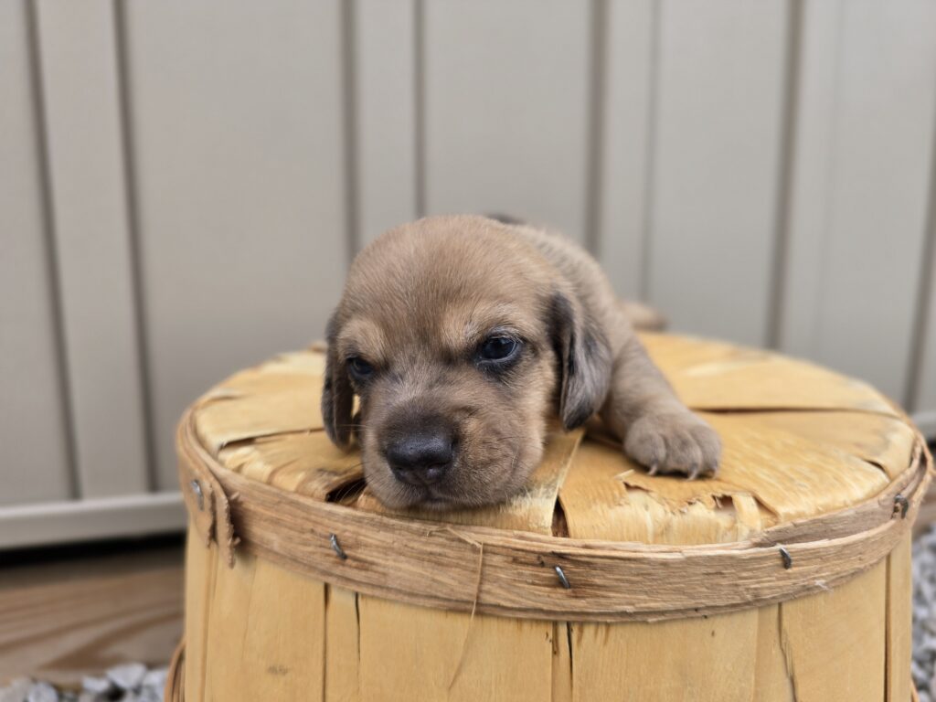 Kiwi - Dachshund - Image 6