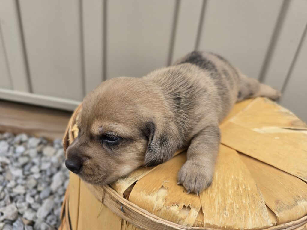Kiwi - Dachshund - Image 3