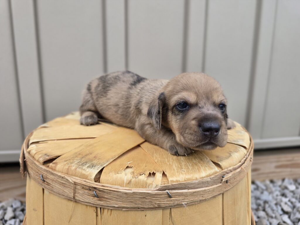Kiwi - Dachshund - Image 4