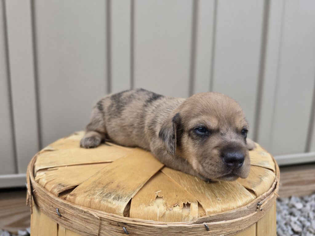 Kiwi - Dachshund - Image 5