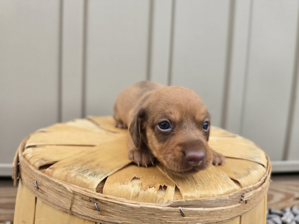 Whimsy - Dachshund - Image 4