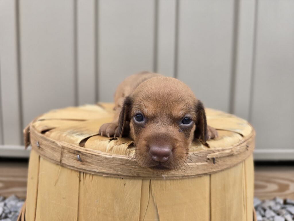 [#25722-04]  - Light Brown F Dachshund Puppies For Sale