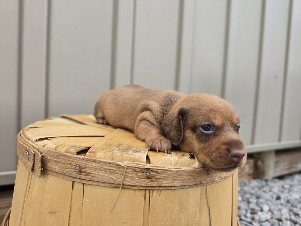 Whimsy - Dachshund - Image 2