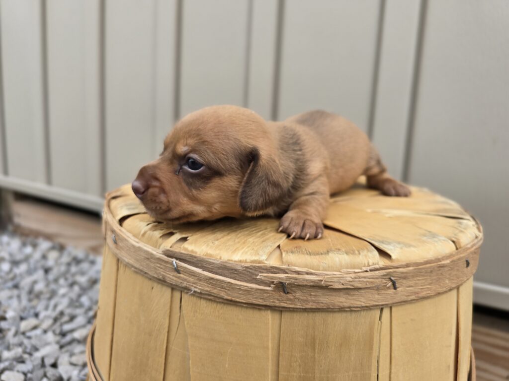 Whimsy - Dachshund - Image 3