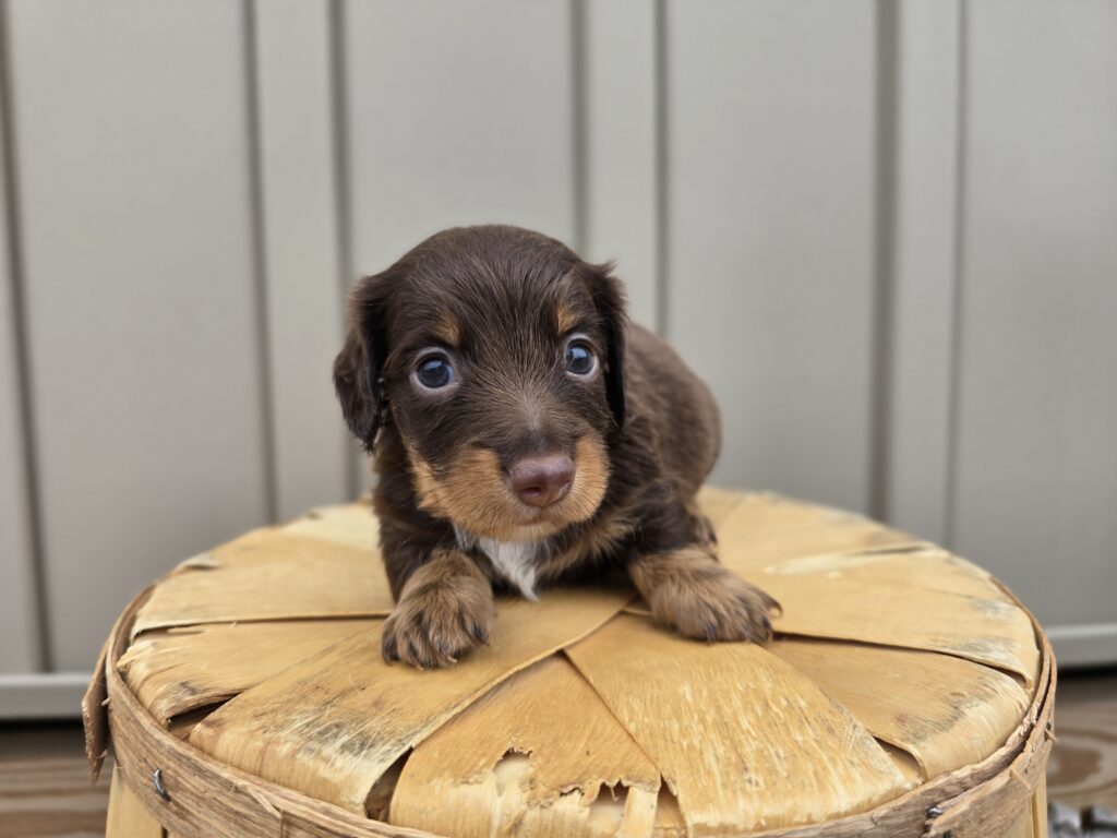 Glow - Dachshund - Image 2