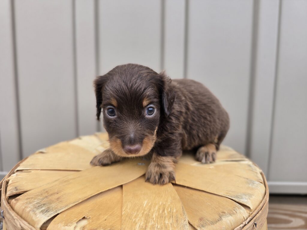 Glow - Dachshund - Image 5