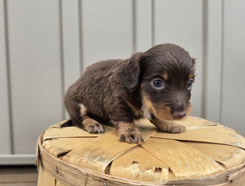 Glow - Dachshund - Image 4