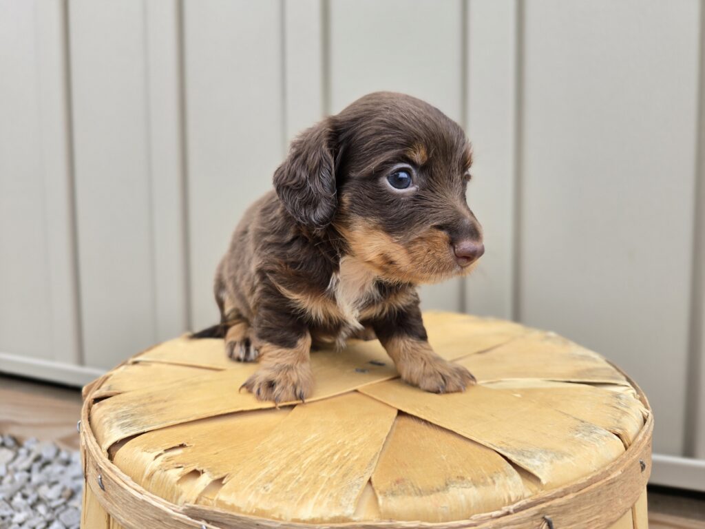 Glow - Dachshund - Image 3