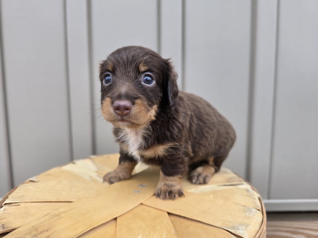 [#25721-01]  - Chocolate M Dachshund Puppies For Sale