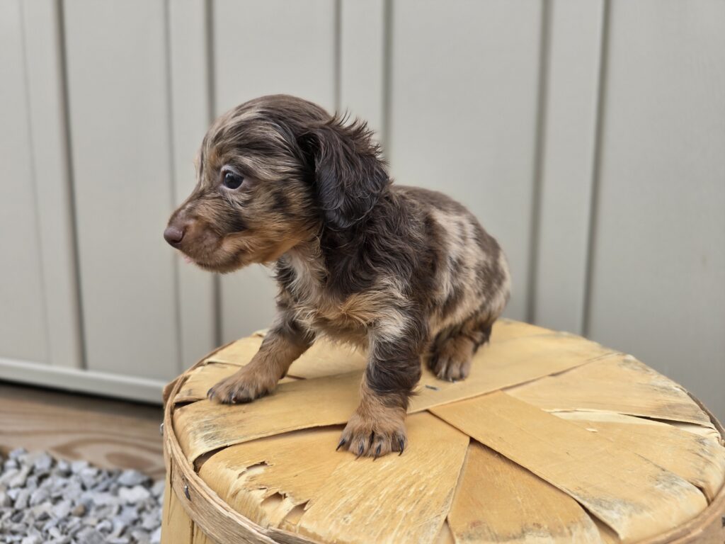 Milo - Dachshund - Image 4