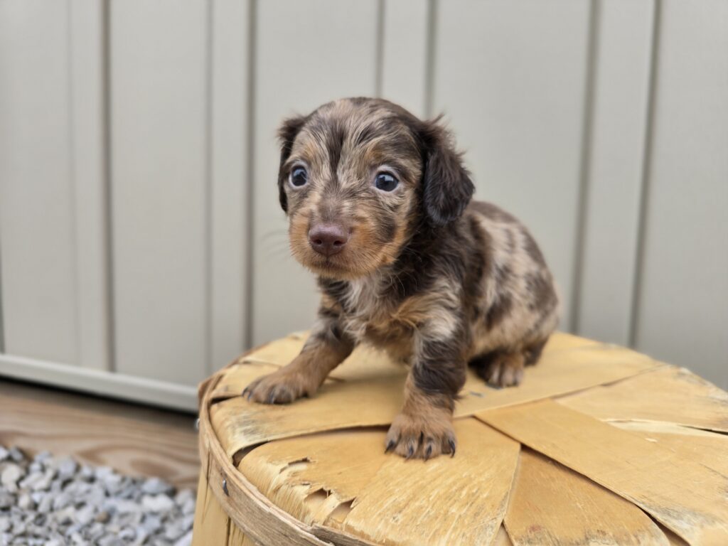 [#25721-02]  - Chocolate M Dachshund Puppies For Sale