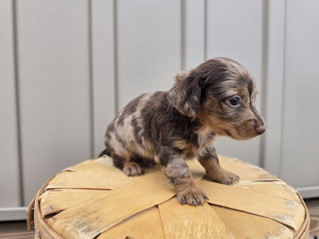 Milo - Dachshund - Image 3