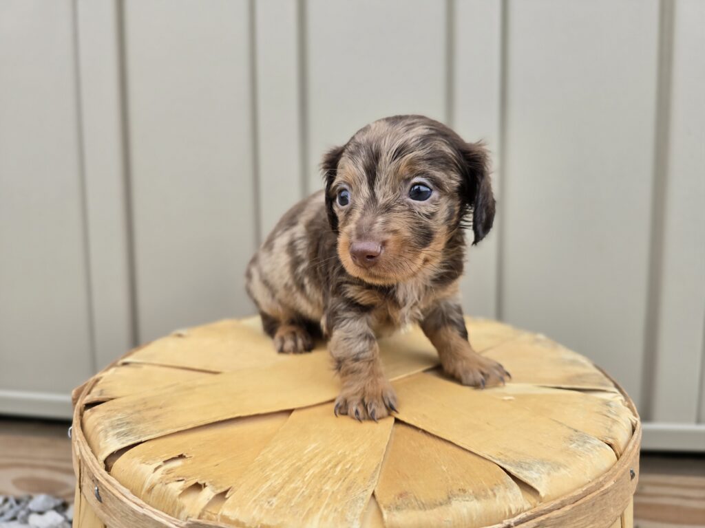Milo - Dachshund - Image 2