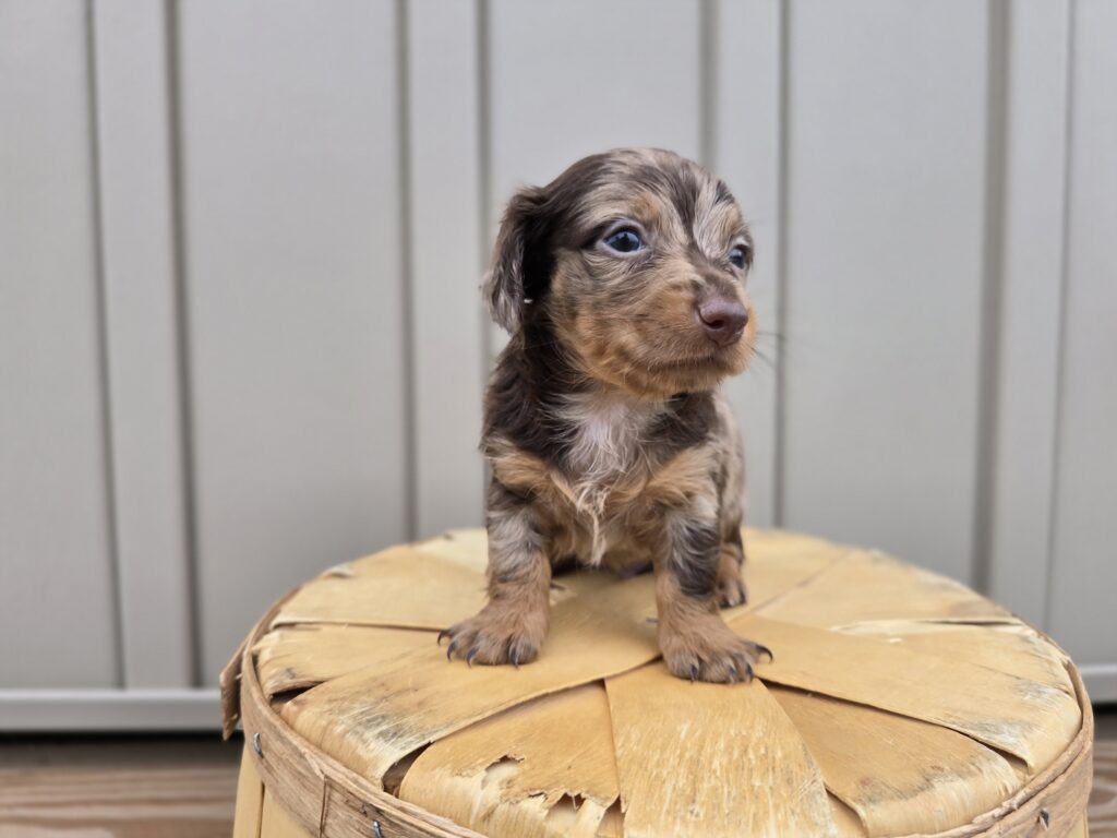 Milo - Dachshund - Image 5