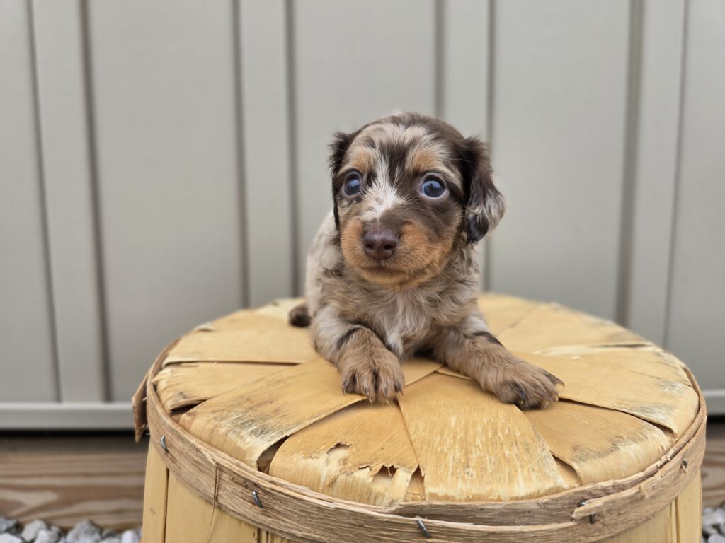 Mimic - Dachshund - Image 2