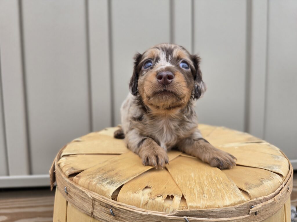 Mimic - Dachshund - Image 4
