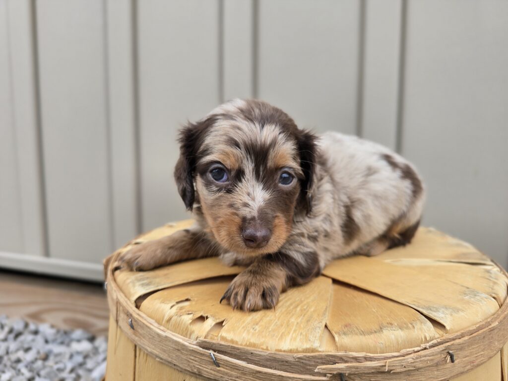 Mimic - Dachshund - Image 3