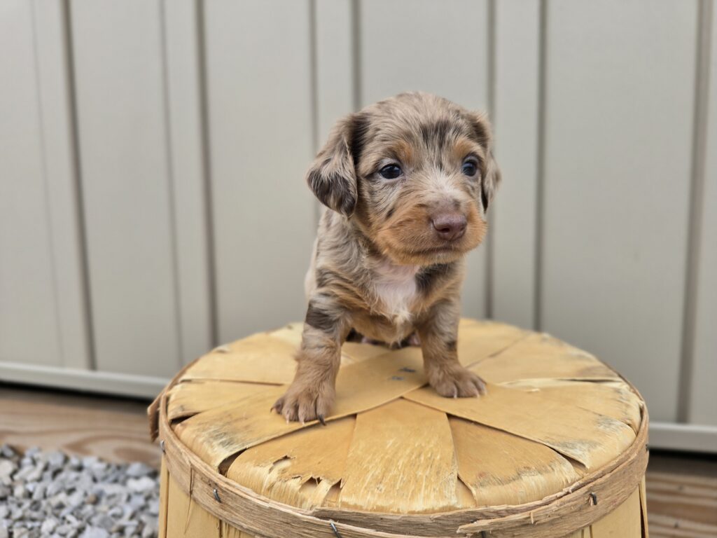 Zippy - Dachshund - Image 5