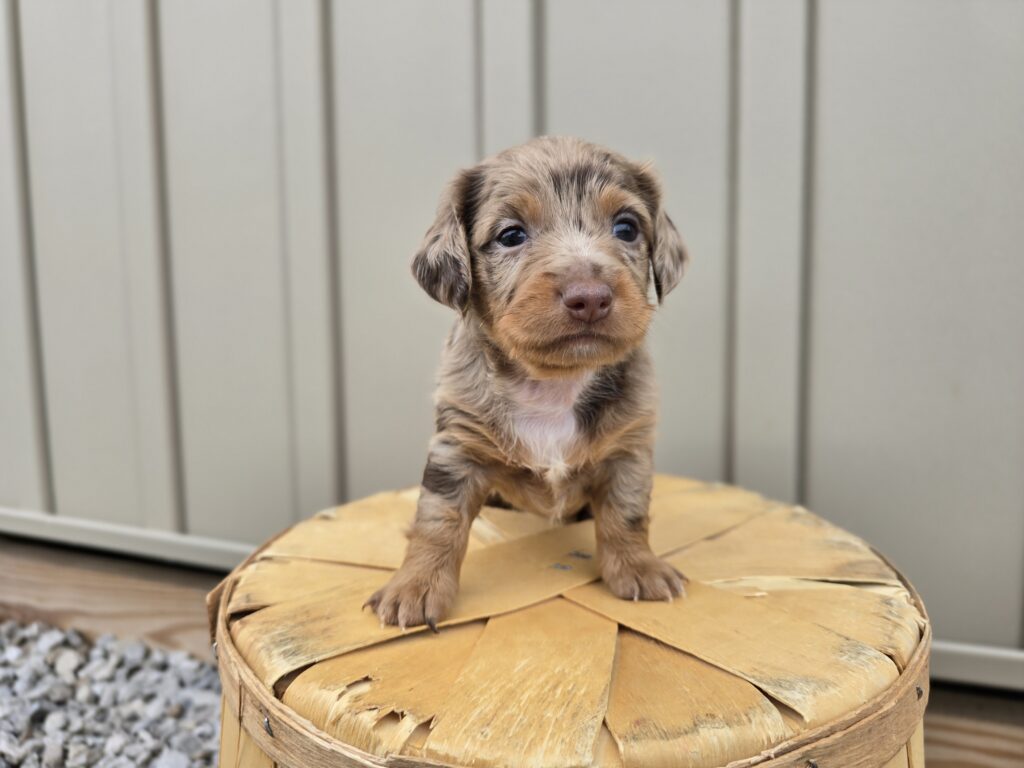 [#25721-05]  - Chocolate / Cream M Dachshund Puppies For Sale