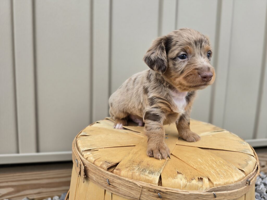 Zippy - Dachshund - Image 4
