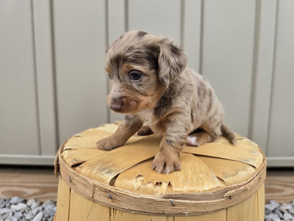 Zippy - Dachshund - Image 3