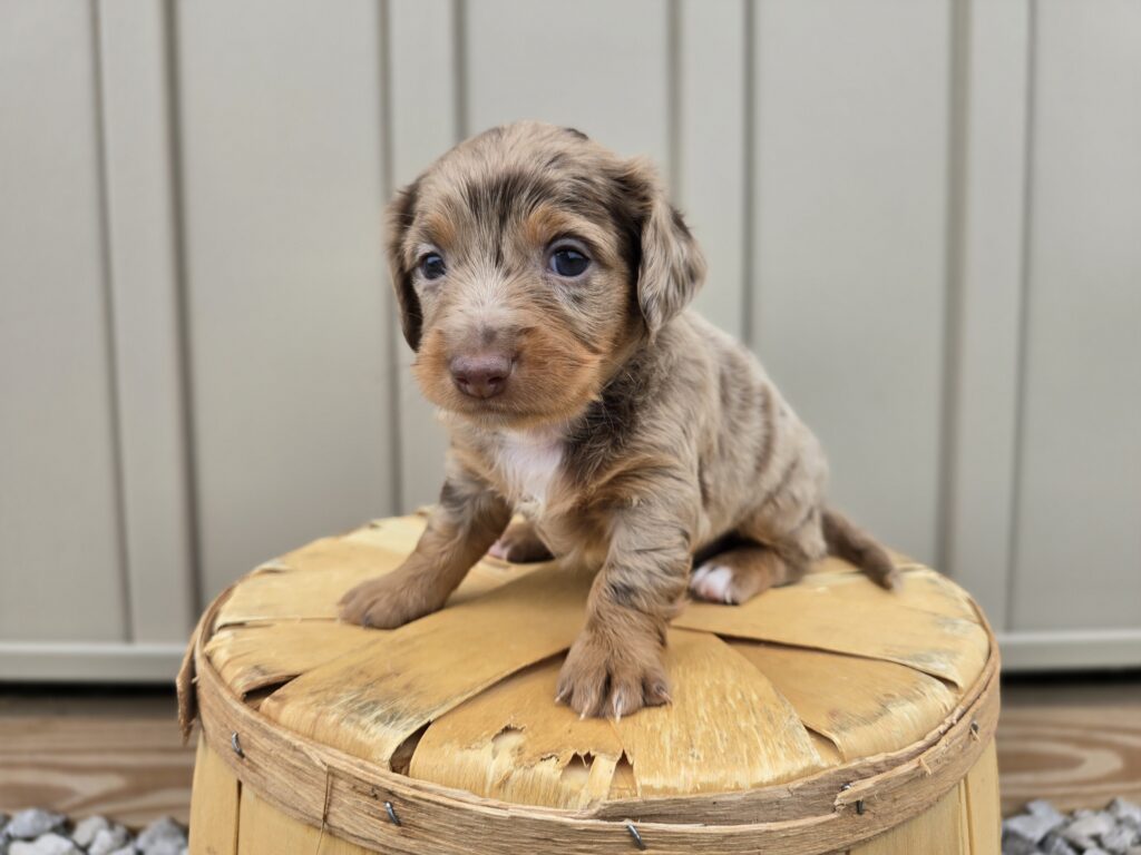 Zippy - Dachshund - Image 2