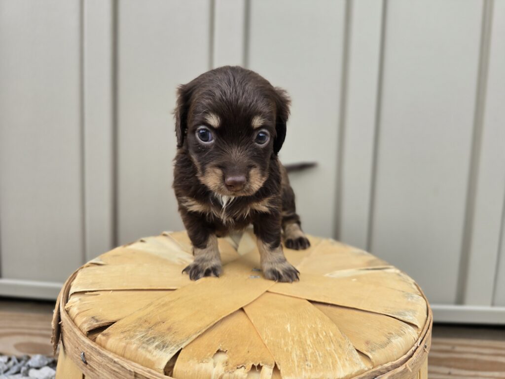 Surge - Dachshund - Image 4