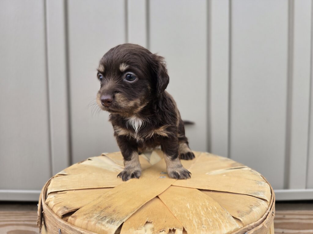 Surge - Dachshund - Image 3