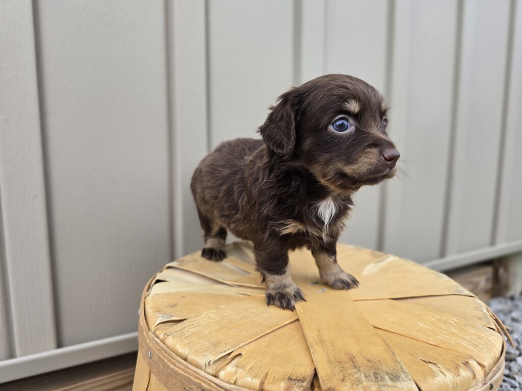 Surge - Dachshund - Image 2