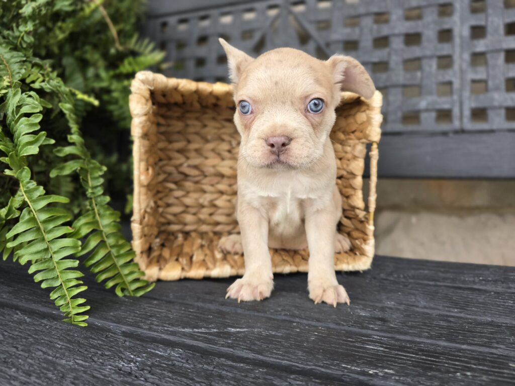 Panther - Frenchton - Image 2