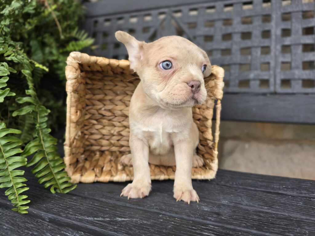 Panther - Frenchton - Image 3