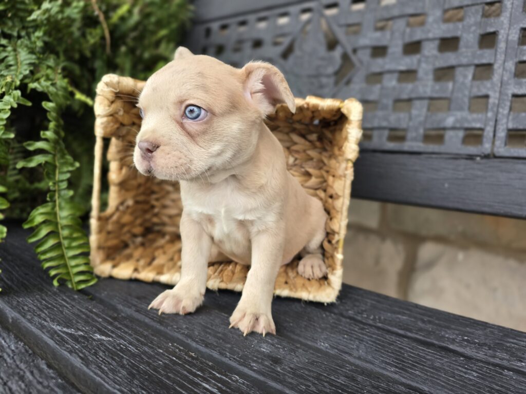 Panther - Frenchton - Image 4