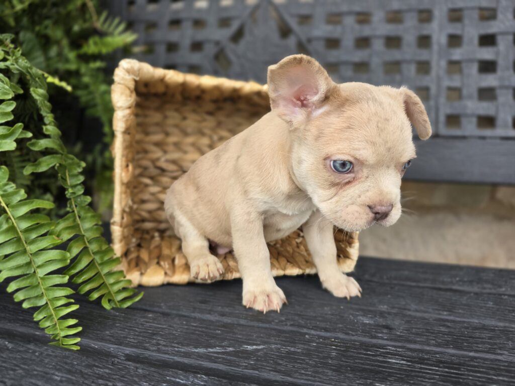 Panther - Frenchton - Image 5