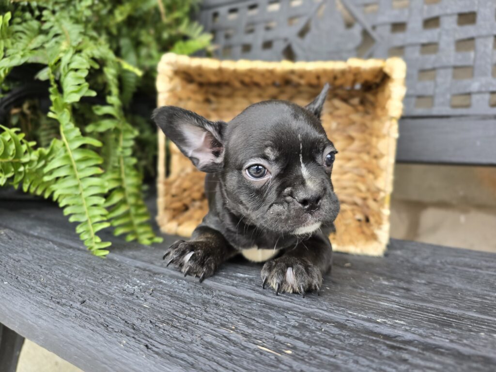 [#25619-04]  - Black / White M Frenchton Puppies For Sale