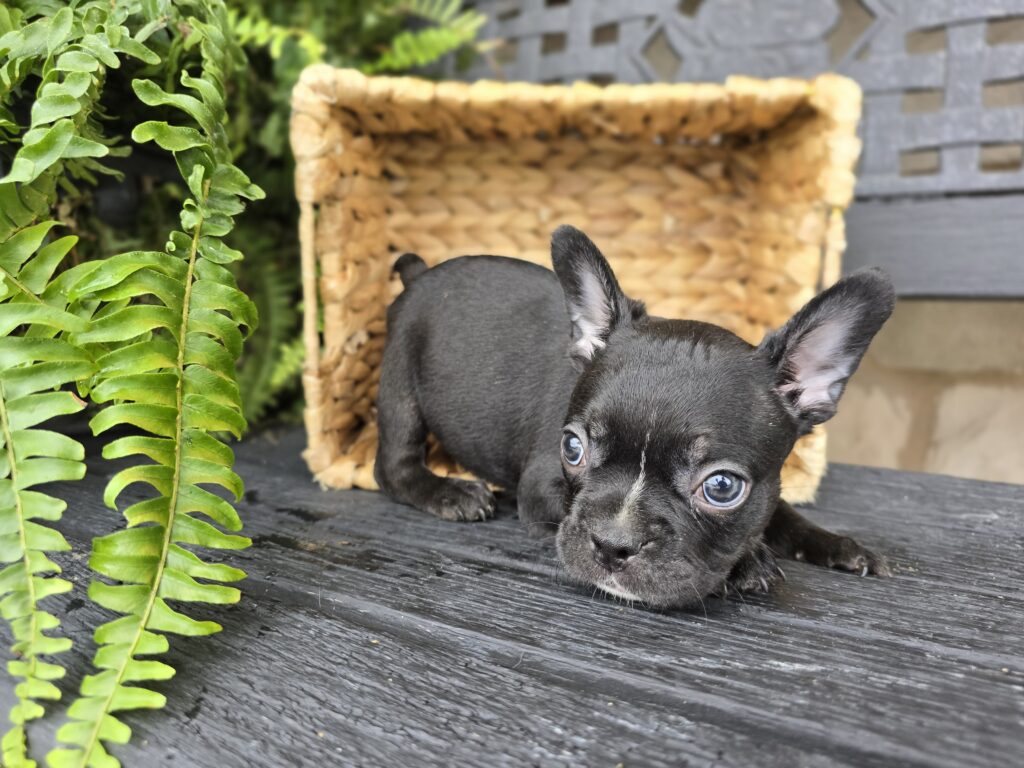 Snowdrop - Frenchton - Image 4