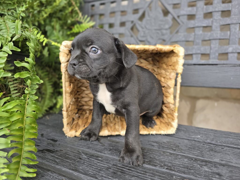Ledge - Frenchton - Image 2