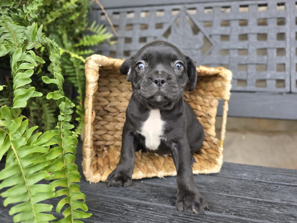 [#25619-06]  - Black / White M Frenchton Puppies For Sale