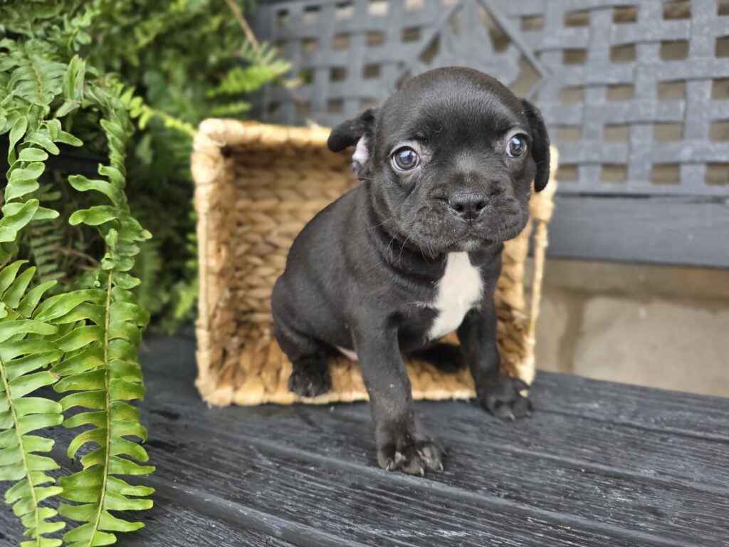 Ledge - Frenchton - Image 3
