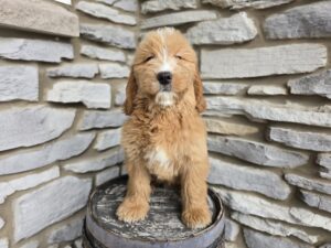 Goldendoodle Mini F1