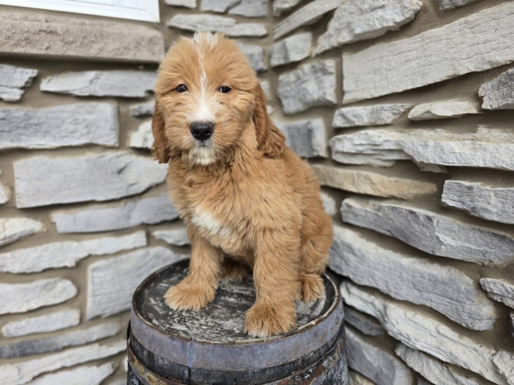 Twister - Goldendoodle Mini F1 - Image 2