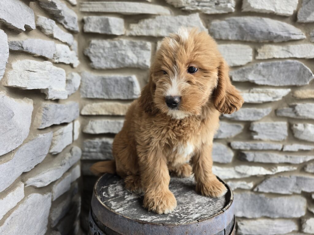 Twister - Goldendoodle Mini F1 - Image 3