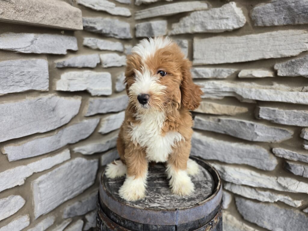 Mallow - Goldendoodle Mini F1 - Image 2