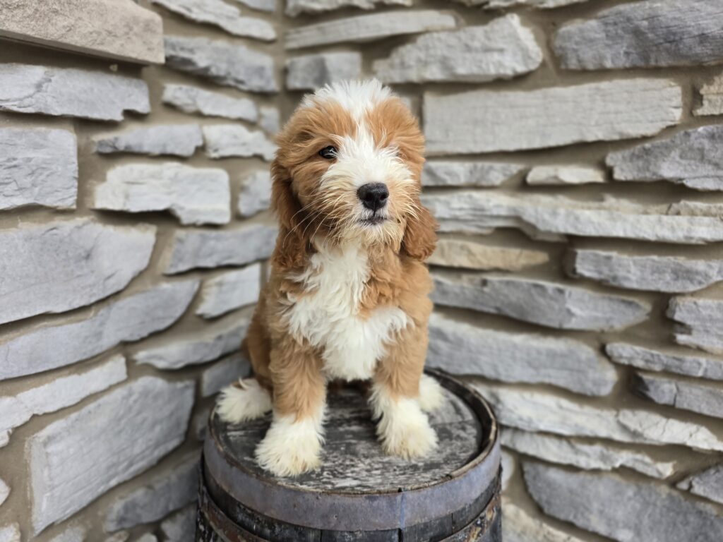 [#2514-04]  - Golden F Goldendoodle Mini F1 Puppies For Sale