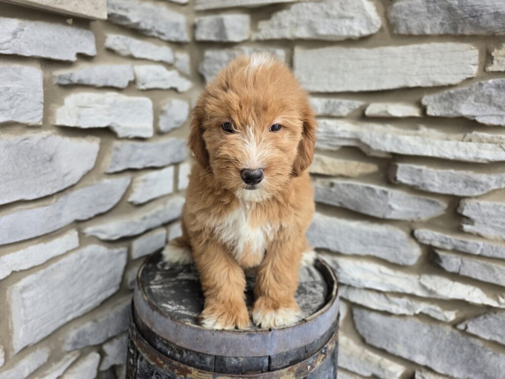 [#2514-05]  - Golden F Goldendoodle Mini F1 Puppies For Sale