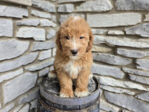 Goldendoodle Mini F1