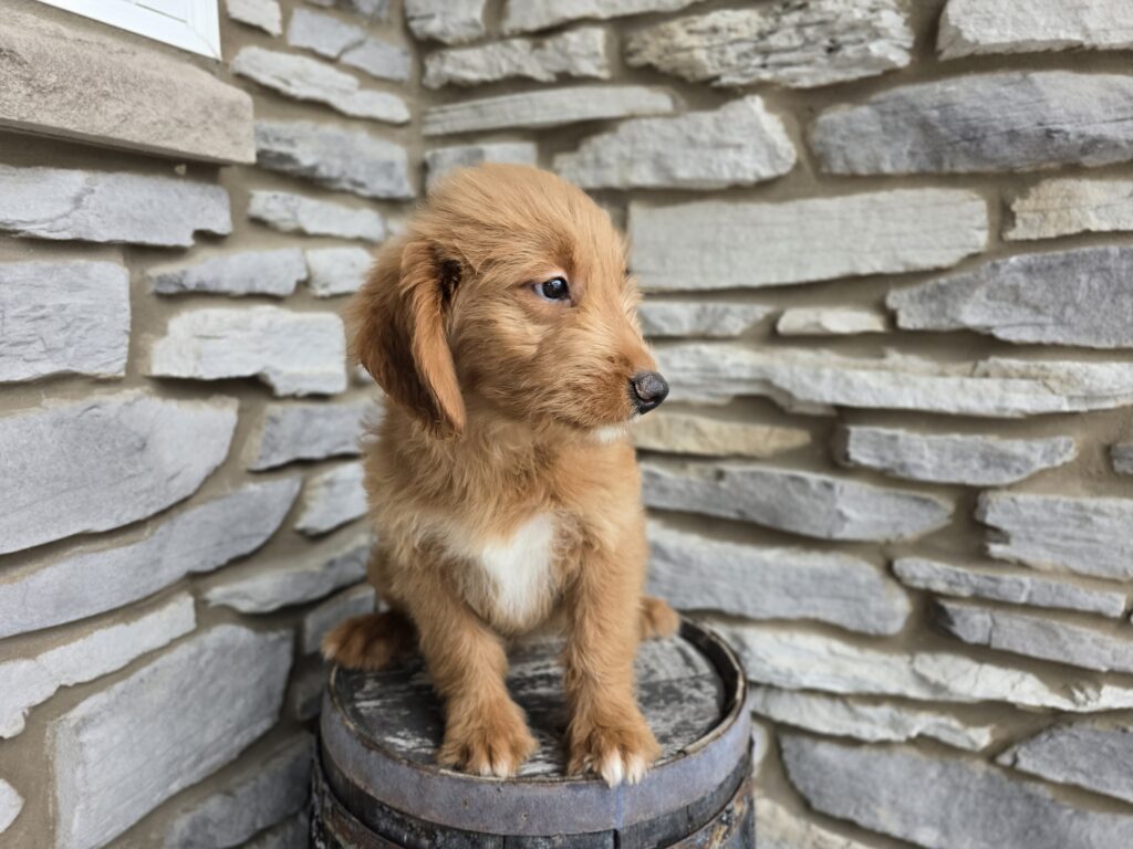 Obsidian - Goldendoodle Mini F1 - Image 2